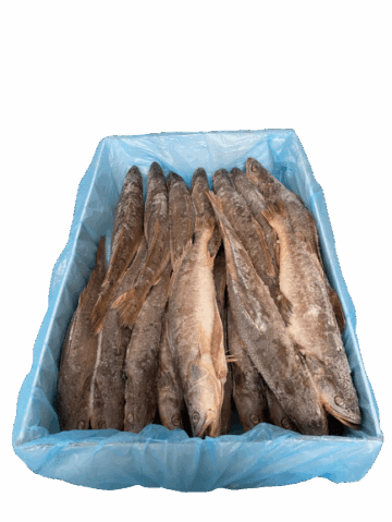 Bar Capitaine kandratiki 1 poisson