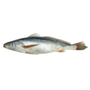 courbine-ent-v-g-200-400g-5kg