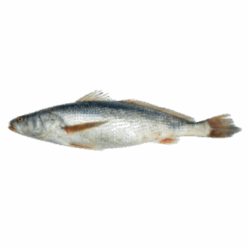 Bar capitaine du sénégal 1,5kg