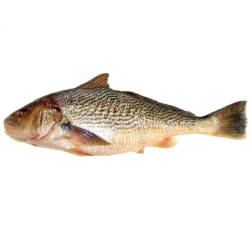 Capitaine ombrine soso 2 poissons