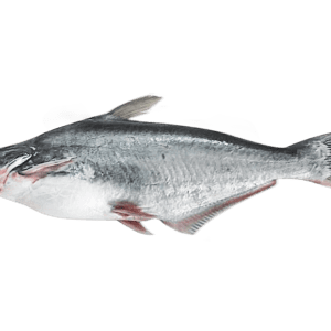 pangasius