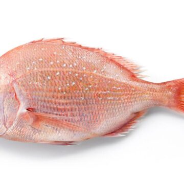 Small,Sea,Bream