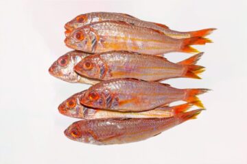 Dorade royale rose gratté et vidé 5kg