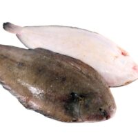 Sole,Fish,,Flounder,,Isolated,On,White