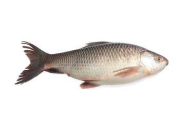 Rohu 1 poisson