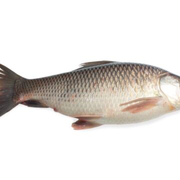 Closeup,Rohu,Or,Rohit,Fish,Isolated,On,White,Background,With