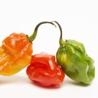 A,Closeup,Shot,Of,Ripe,Colorful,Caribbean,Peppers,(capsicum,Chinense)