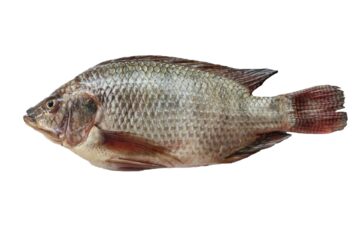 Tilapia noir gratté et vidé 600-800gr 4kg