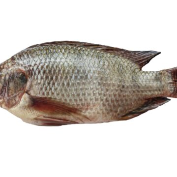 Tilapia,,Freshwater,Fish,On,A,White,Background.
