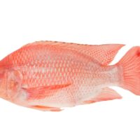 Fresh,Red,Tilapia,Fish,(oreochromis,Sp),Isolated,On,White,Background