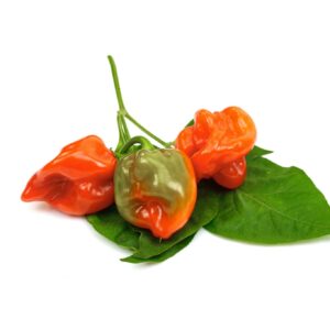 Piment antillais rouge 100gr