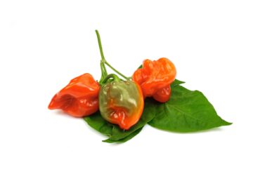 Piment antillais rouge 100gr