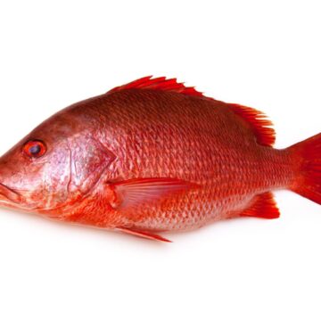 Northern,Red,Snapper,Fish,,Lutjanus,Campechanusfish,Isolated,On,A,White