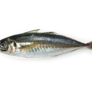 Mackerel,Or,Aji,(japanese,Horse,Mackerel,/trachurus,Japonicus,),Of
