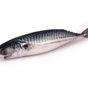Frozen,Fresh,Mackerel,Isolated,On,A,White,Background.,Clipping,Path