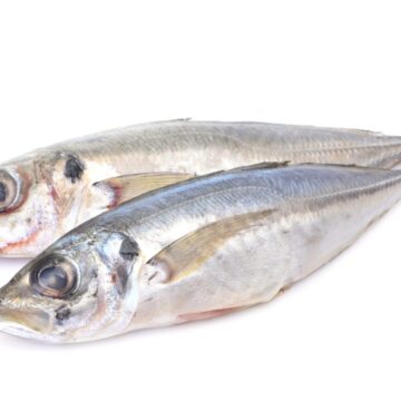 Fish,Horse,Mackerel