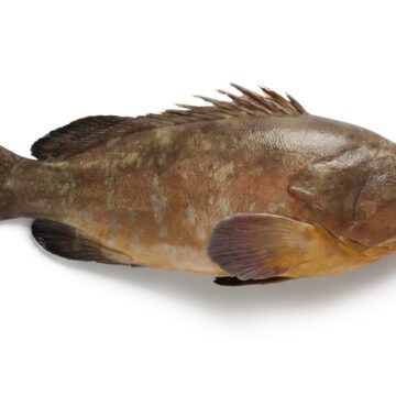 Single,Dusky,Grouper,On,White,Background