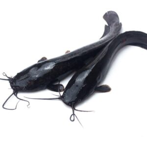 Catfish,From,Freshwater,Fishery,Isolated,On,White,Background,,selective,Focus