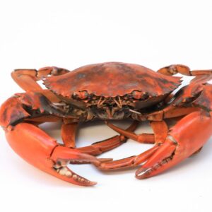 Cooked,Orange,Stone,Sea,Crab,For,Making,Food.,Seafood,On